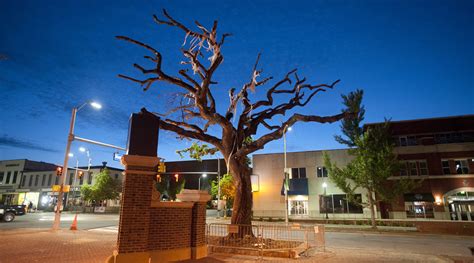 auburn trees poisoned radio|auburn oak tree poisoning.